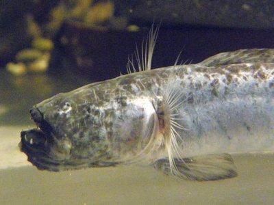 Worm Goby