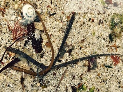 Worm Pipefish