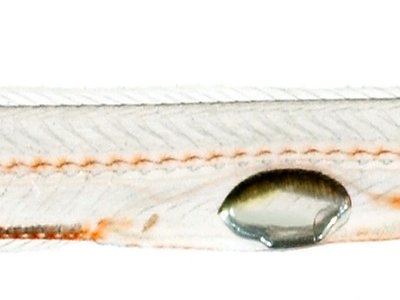 Wormfish