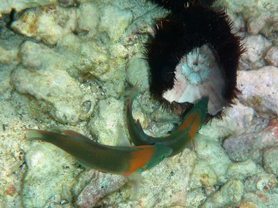 Wrasse