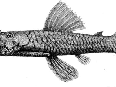 Xenocara
