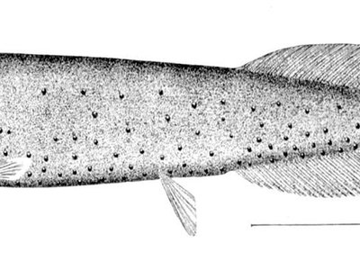 Xenodermichthys