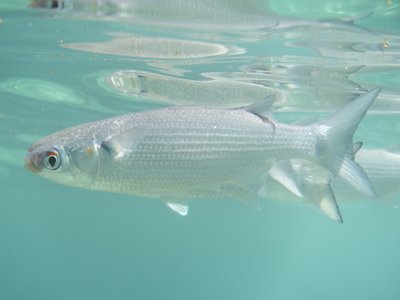 Xenomugil