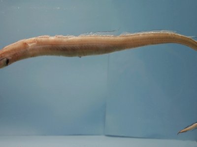 Xenomystax