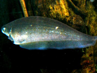 Xenomystus