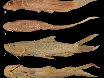 Xenophysogobio