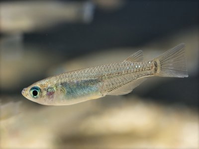 Xenopoecilus