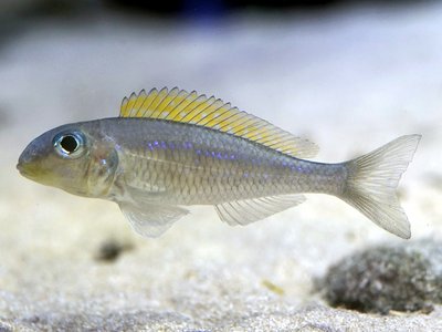 Xenotilapia