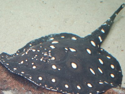 Xingu River Ray