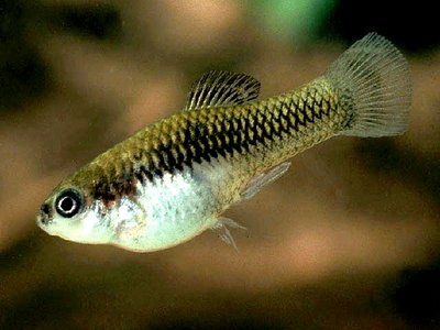 Xiphophorus couchianus