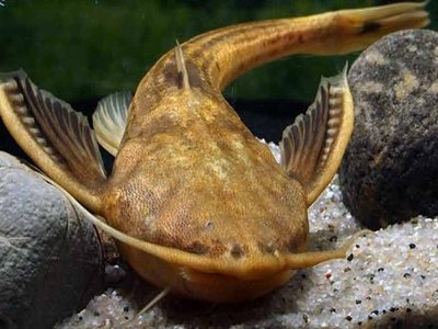 Xyliphius