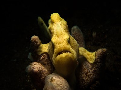 Yellow Anglerfish