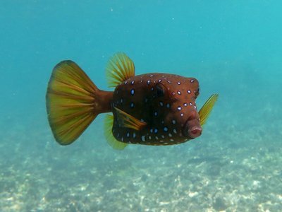 Yellow Boxfish