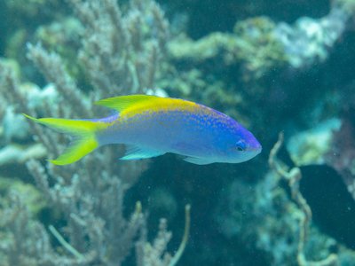 Yellowback Anthias