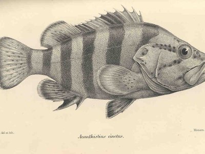 Yellowbanded Perch