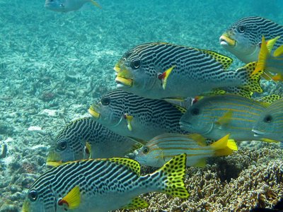 Yellowbanded Sweetlips