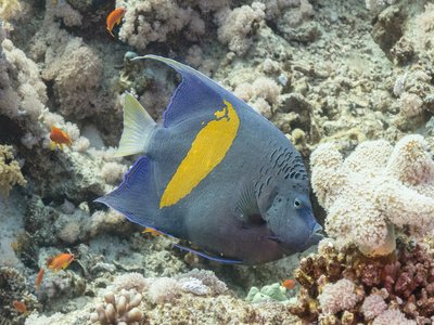 Yellowbar Angelfish