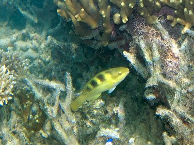 Yellowbarred Parrotfish