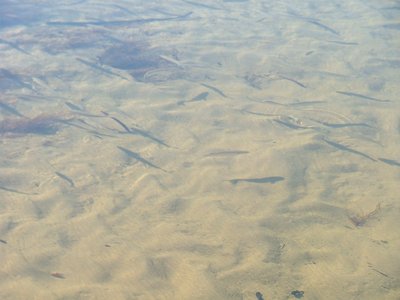Yelloweye Mullet