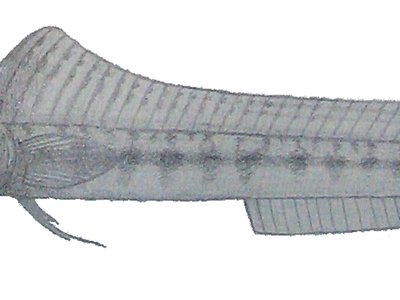 Yellowface Pikeblenny