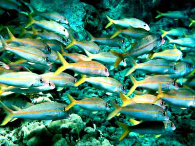 Yellowfin Goatfish