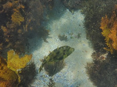 Yellowfin Leatherjacket