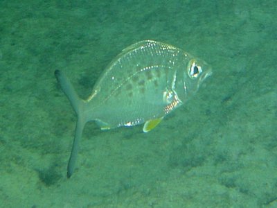 Yellowfin Mojarra