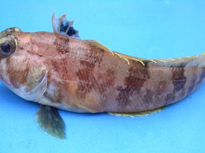 Yellowfin Notothen