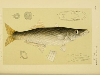 Yellowfin Pike