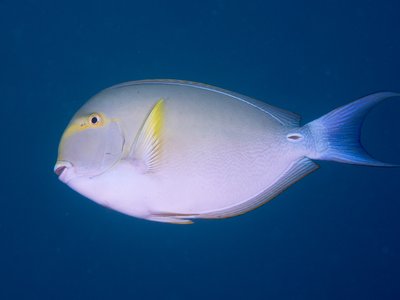 Yellowfin Surgeonfish