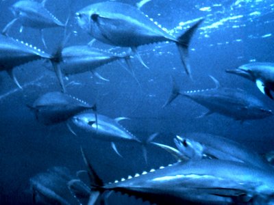 Yellowfin Tuna