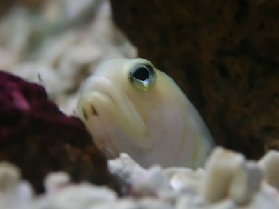 Yellowhead Jawfish