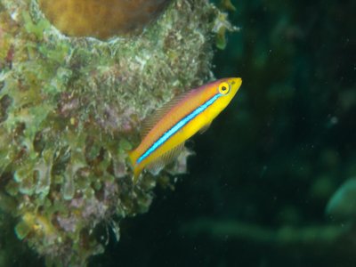 Yellowhead Wrasse
