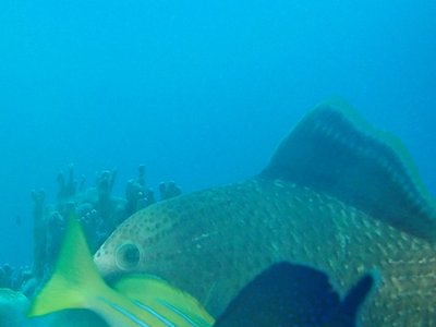Yellowmargin Triggerfish