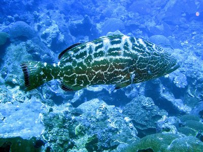 Yellowmouth Grouper
