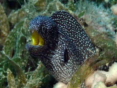 Yellowmouth Moray