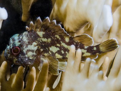 Yellowspotted Scorpionfish