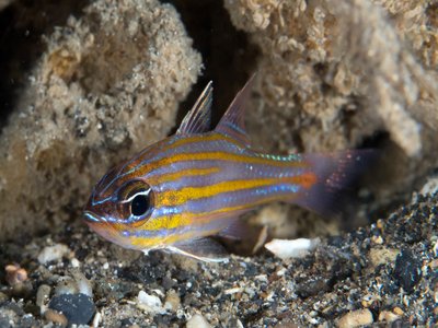 Yellowstripe Cardinalfish