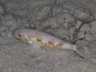 Yellowstripe Goatfish