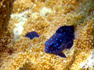 Yellowtail Damselfish