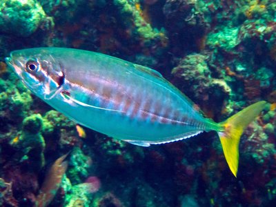 Yellowtail Scad