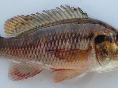 Zambezi Bream