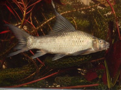 Zambezi Labeo