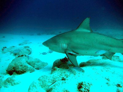 Zambezi Shark
