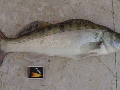 Zander
