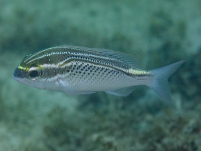 Zanzibar Bream