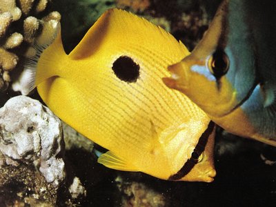Zanzibar Butterflyfish