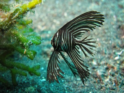 Zebra Batfish