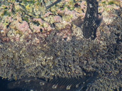 Zebra Blenny
