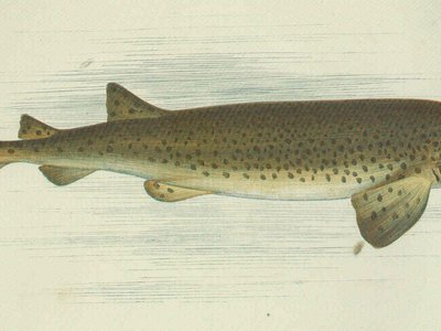 Zebra Catfish
